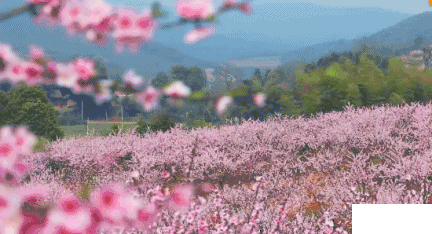 2019成都龙泉驿桃花节时间+地点+活动攻略