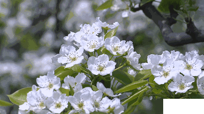 2019枹罕山庄梨花节时间+地点+活动攻略
