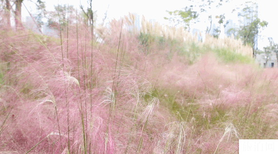 安顺虹山湖公园有粉黛乱子草吗 地点+有什么好玩的